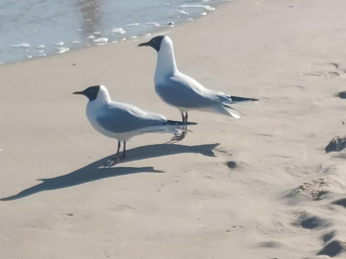Ostseewind - In Der Strandstrasse-Fuehrt Zur Seebruecke Ostseebad Kühlungsborn Exteriör bild