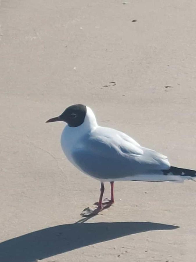 Ostseewind - In Der Strandstrasse-Fuehrt Zur Seebruecke Ostseebad Kühlungsborn Exteriör bild